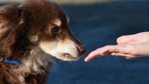 I cani di San Michele Mondovì cercano padrone: per adottarli basta … – TargatoCn.it