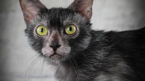 C'è un gatto mannaro a Firenze – Corriere Fiorentino