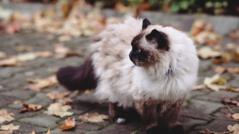 Lavare il gatto quando: ecco i casi in cui è possibile – RomaH24