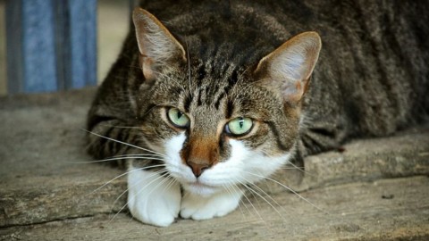Sterilizzazione Gatto: Ecco Quanto Costa la Castrazione Gatto – Amalfi Notizie