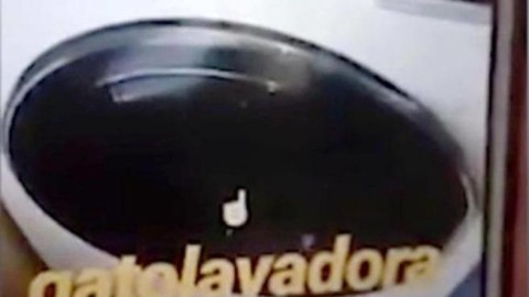 Spagna, uccide il gatto nella lavatrice e posta il video online: oltre … – Corriere della Sera