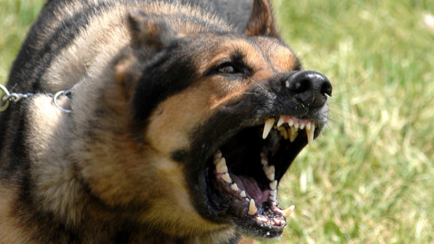 Se il cane morde cosa rischia il padrone? – Money.it