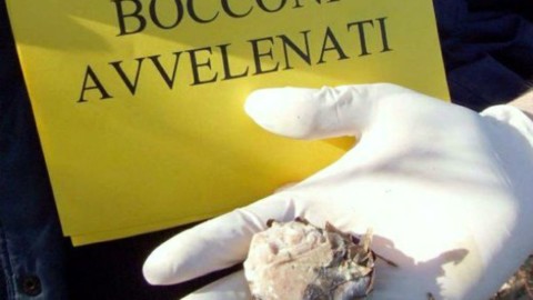 Bocconi avvelenati, morto un cane a San Fruttuoso – GenovaToday