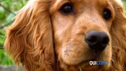 Cani smarriti, a Como vigili “armati” di lettore microchip per … – QuiComo