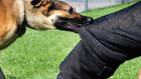 Borgo Bello, l'antennista non piace… al cane mordace che gli rifila … – PerugiaToday