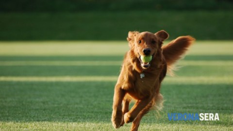 Patentino per proprietari e futuri proprietari di cani: partono le iscrizioni – Verona Sera