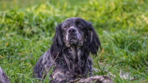 Cane ucciso con un colpo di fucile: altra “esecuzione” choc di … – Italia2TV (Comunicati Stampa) (Blog)