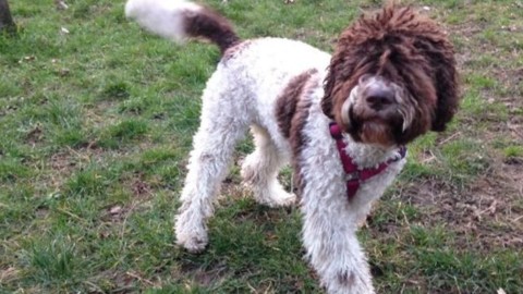 Cane vs smartphone Vince il cane – L'Eco di Bergamo