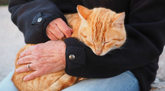 Gatto e carezze