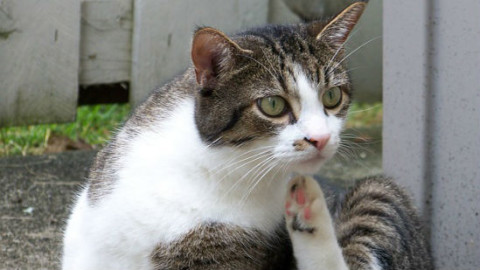 Spende 19.000 dollari per un trapianto di rene al suo gatto – GreenStyle