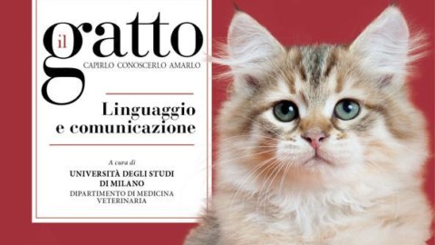 Mondo gatto, quando l'intelligenza ha baffi e coda – Corriere della Sera