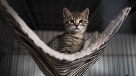 Regno Unito, avvistato in una foresta gatto di oltre un metro – Sky Tg24