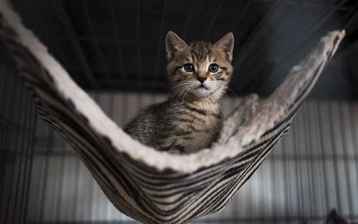 Giornata nazionale del gatto, ecco pe...