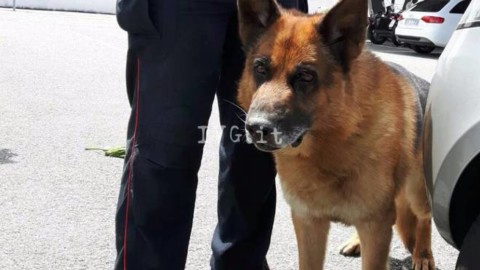 Spacciava con un pitbull per tenere lontani i cani antidroga, non ha … – Genova24.it