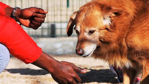 Adottare un cane al canile: visite e cibo gratuiti e lezioni di … – vistanet (Comunicati Stampa)