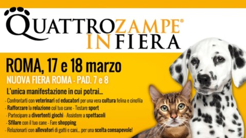 Cani da soccorso in gara a QuattroZampeinFiera – RomaToday