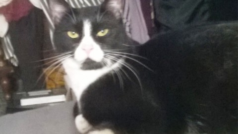 Aiuti per i gatti malati a Savona – SavonaNews.it