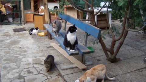 A Savona un apericena per i gatti del rifugio di Albissola e del canile … – Il Vostro Giornale