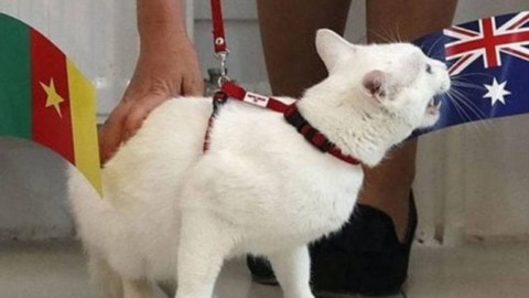Russia 2018, sarà il gatto Achille a fare i pronostici ai Mondiali – Calcio Fanpage
