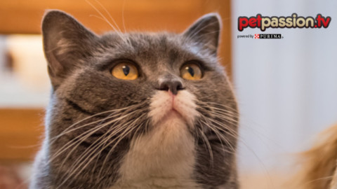 Gatti: problemi di salute più frequenti – Petpassion.tv