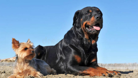 Siamo sicuri che la razza del cane ne determina il carattere ? – Il Faro Online