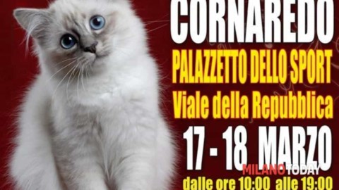 I gatti più belli del mondo – Esposizione internazionale felina … – MilanoToday