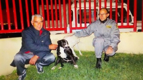 Serramanna, cane salvato dalle fauci di due pitbull inferociti – L'Unione Sarda