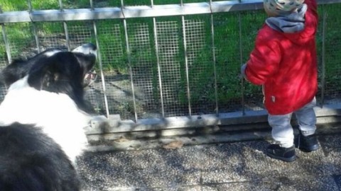 Finale Emilia. Dal cucciolo che è oggi fino all'adulto di domani – Gazzetta di Modena