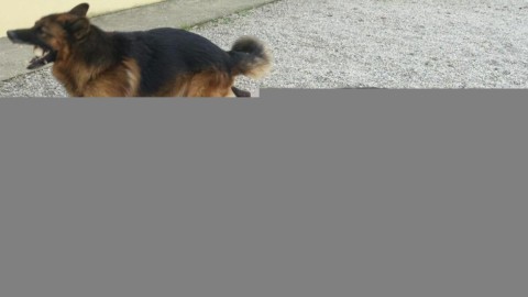 Cane avvelenato al parco di Nogarè – il Corriere delle Alpi