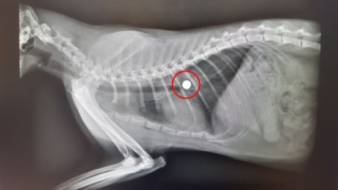 Il cecchino dei gatti colpisce a Villesse – Il Piccolo