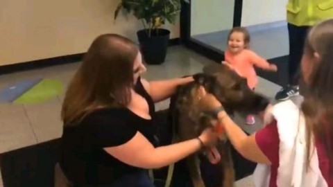 Mandato in aereo in Giappone per sbaglio, il cane rivede la sua … – La Stampa