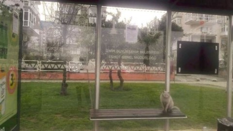 Gatto indesiderato alla fermata del bus ha la sua rivincita sul web … – Il Secolo XIX