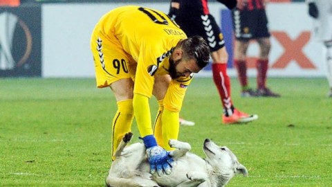 Cani, gatti e scoiattoli: quando gli animali fanno invasione di campo – Fox Sports