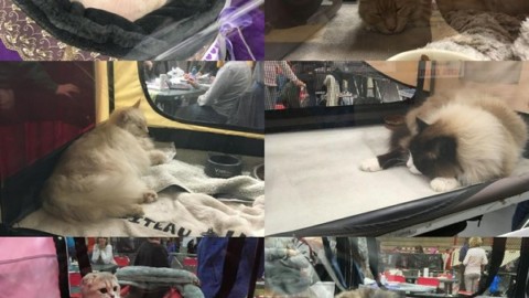 “Gatti Più Belli” del Mondo al Palazzetto dello Sport di Quiliano … – SavonaNews.it