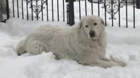 Accusato di abbaiare, cane sotto sequestro Miro prelevato dai … – l'Adige – Quotidiano indipendente del Trentino Alto Adige