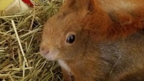 Monza: scoiattoli feriti o uccisi da cani senza guinzaglio, Enpa … – Il Cittadino di Monza e Brianza