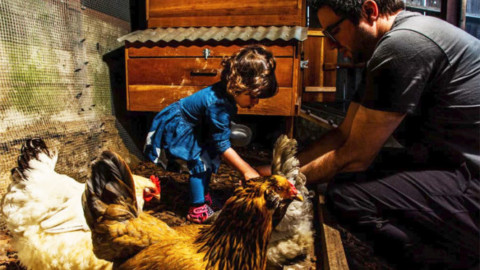 Galline in Silicon Valley: sono loro i nuovi animali domestici dei big … – Tuttosullegalline.it (Blog)