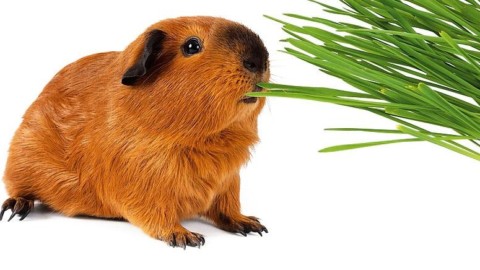Porcellino d'India o cavia peruviana – Cose di Casa