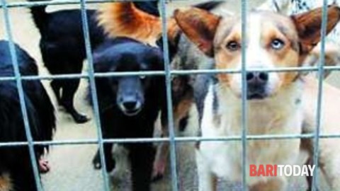 Zero Tari per chi adotta cani, la proposta di Romito bocciata dalle … – BariToday