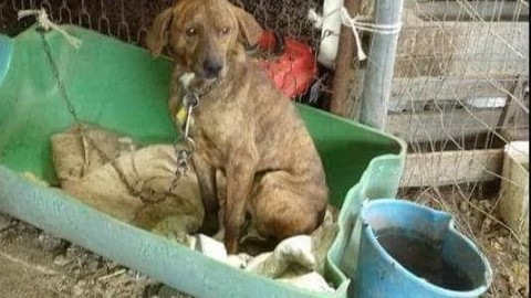 Ula Tirso, corsa al riconoscimento dei cani salvati dal lager – L'Unione Sarda