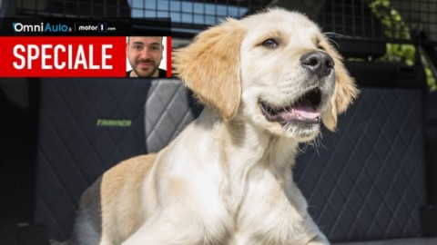 Le 9 cose da sapere per portare un cane in auto – OmniAuto.it
