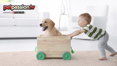 Crescere con Fido…quale razza è la più adatta? – Petpassion.tv