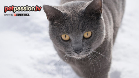 Il gatto Certosino… un cacciatore leggendario! – Petpassion.tv