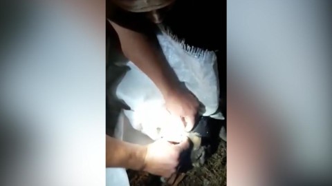 Detenuti sfruttano un gatto come corriere, trasporta telefoni nel carcere – La Stampa