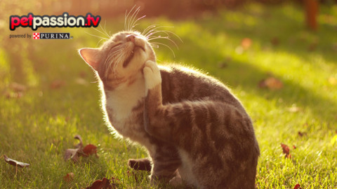 Dramma pulci a primavera, come scegliere l'antiparassitario per il … – Petpassion.tv