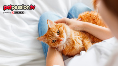Modi di dire e gatti: quali sono i proverbi più conosciuti? – Petpassion.tv
