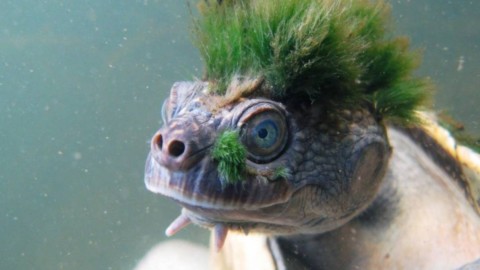 Ecco la tartartaruga con la “cresta verde'' che rischia l'estinzione – La Repubblica