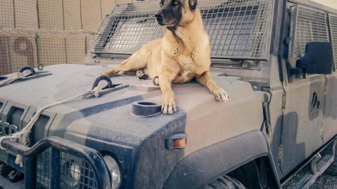 Libano, muore cane anti-esplosivo del contingente italiano – il Giornale