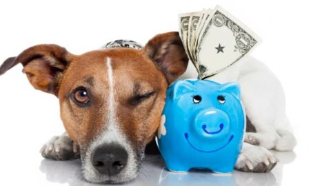 Nasce il conto corrente per cani e gatti – 105.net