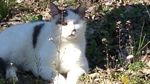 Scomparso un gatto ad Arola – Gazzetta di Parma